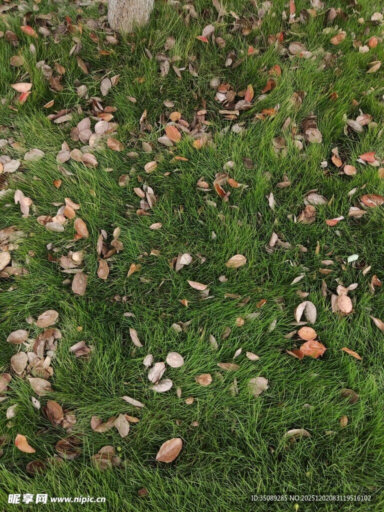 草地上散落的多彩落叶