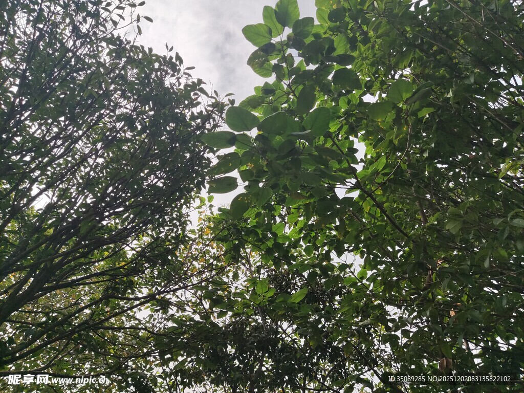 仰视茂密树林绿意盎然
