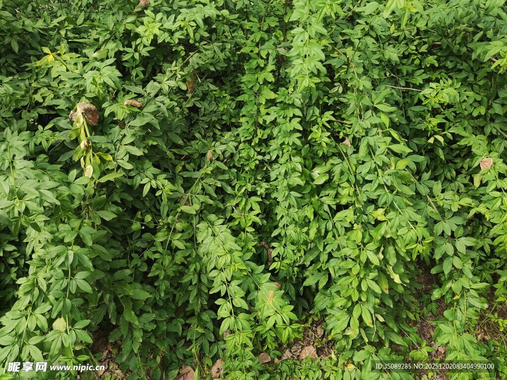 翠绿繁茂的藤蔓植物