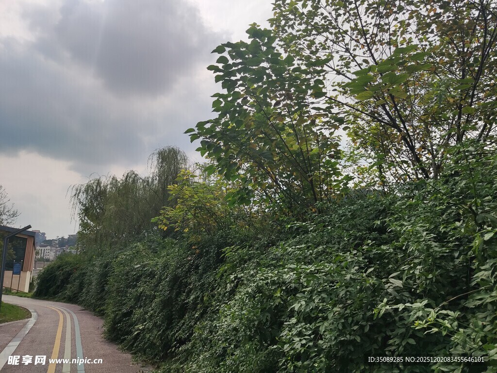 路边繁茂绿植与多彩道路