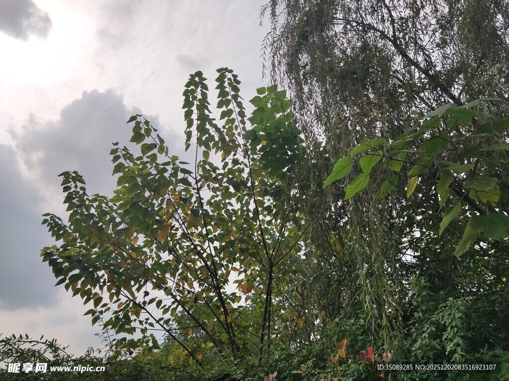 枝叶繁茂的绿植景观