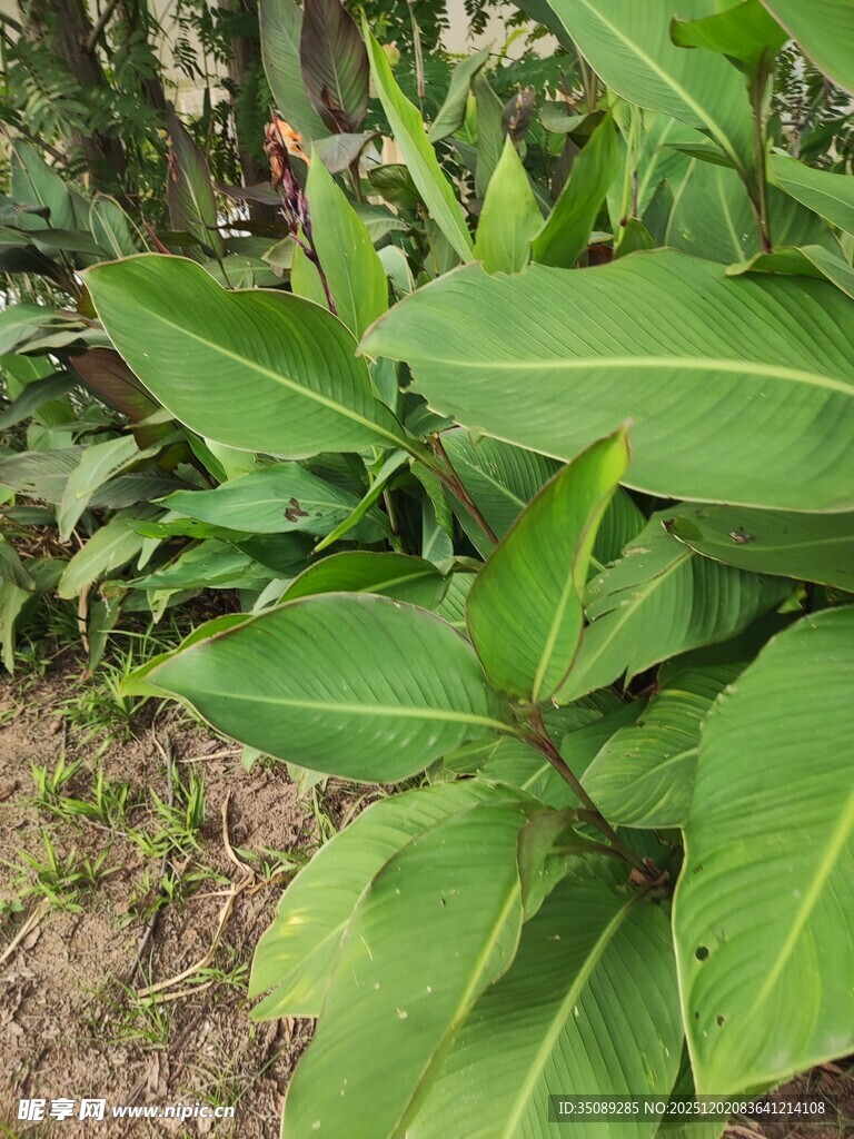 翠绿阔叶植物特写
