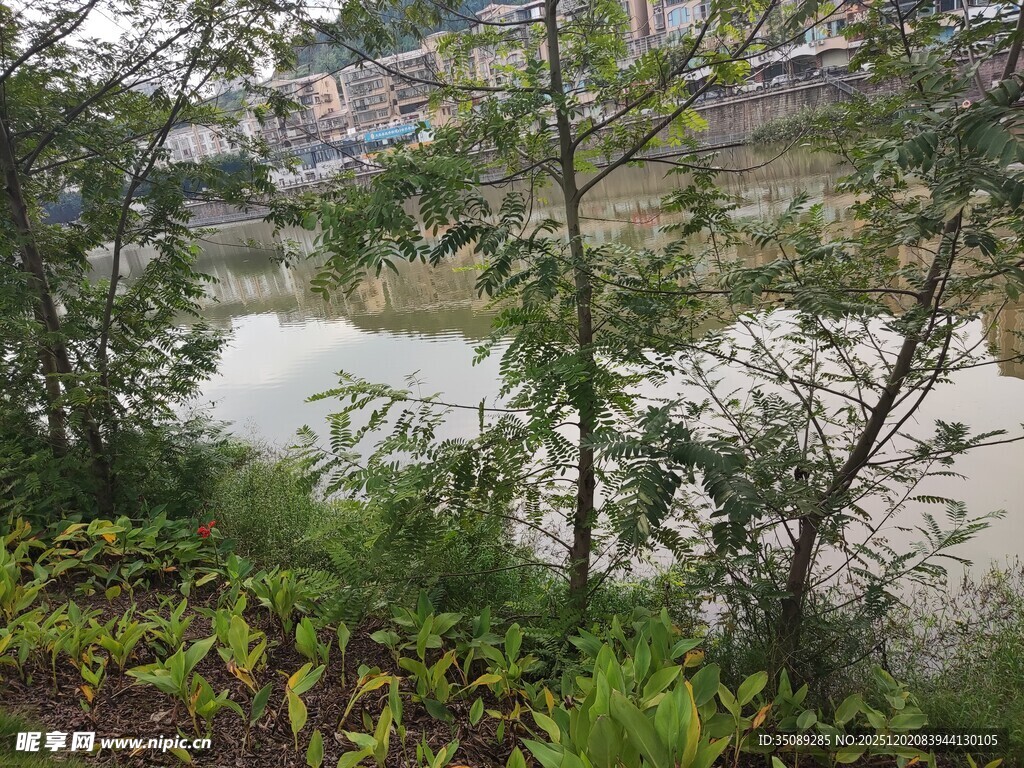 林间湖畔的自然景致