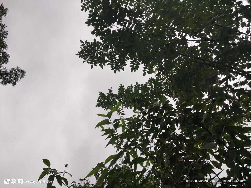 枝叶间的天空