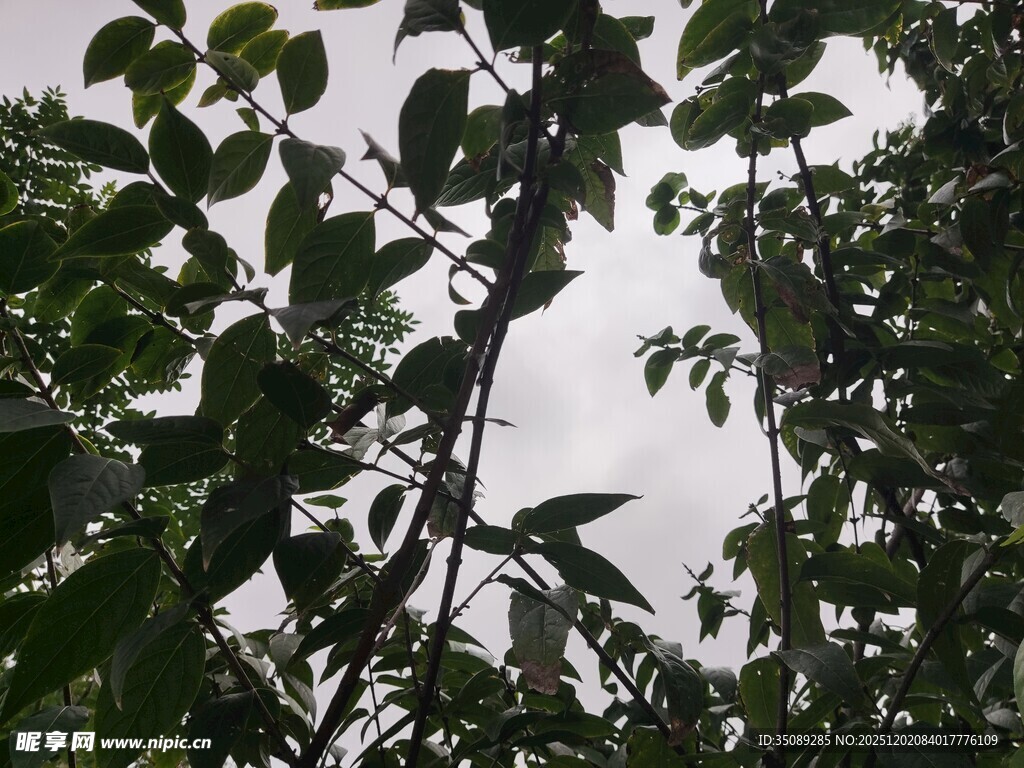 枝叶繁茂的树林景观