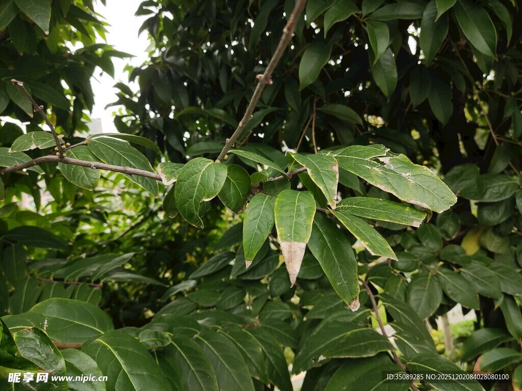 绿叶繁茂的植物景象