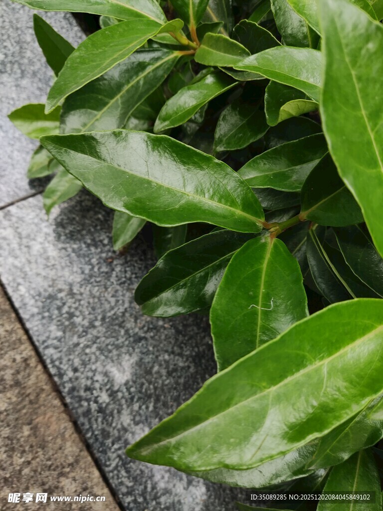 翠绿叶片依傍灰色石板