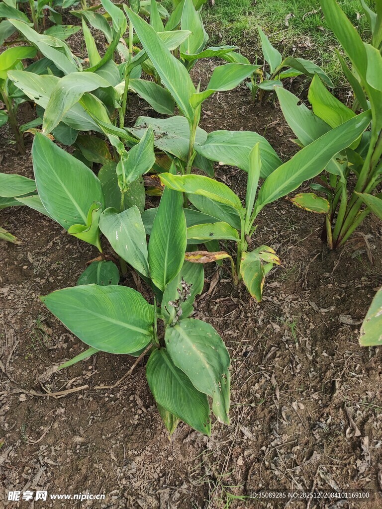田间嫩绿植物茁壮成长