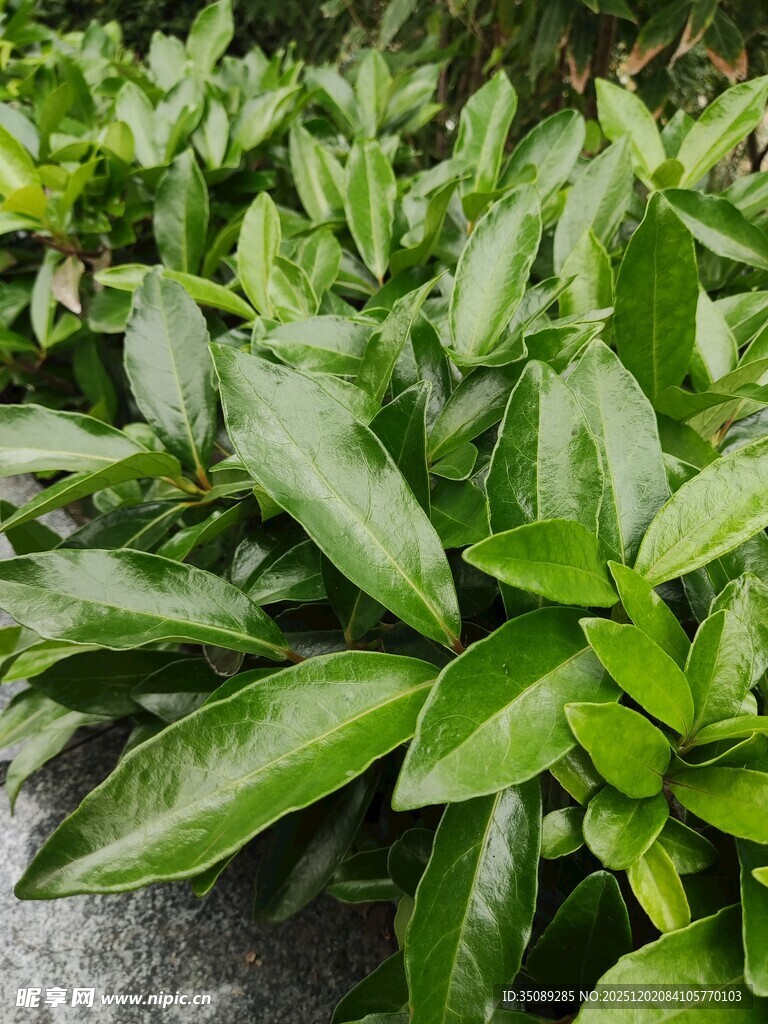 翠绿茂盛的叶片植物