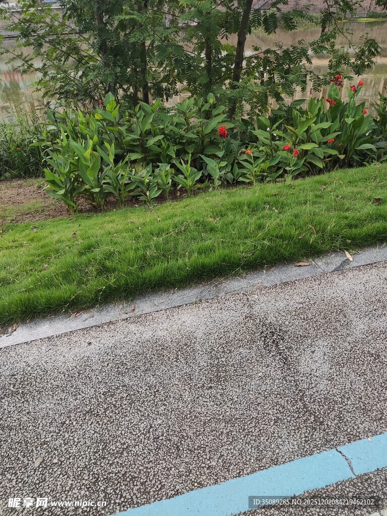 路边绿意盎然的草地景观