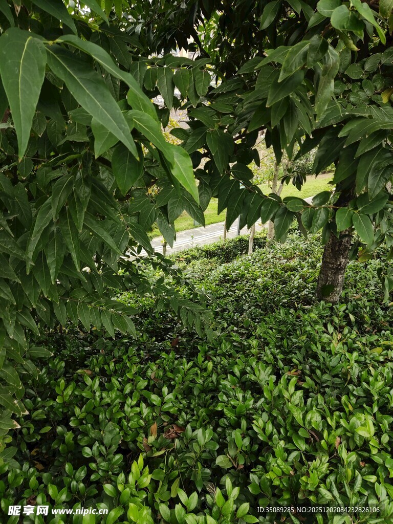 绿意盎然的林间植物景观