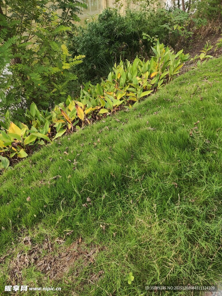 山坡上的绿植景观