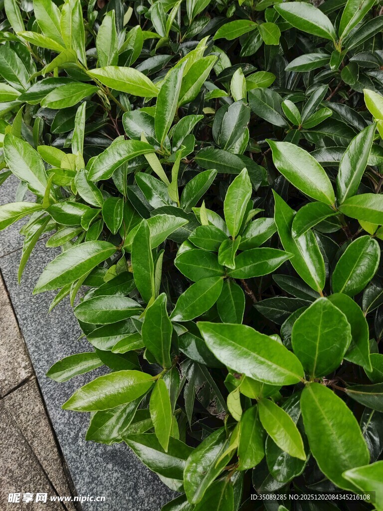 翠绿繁茂的绿植景观