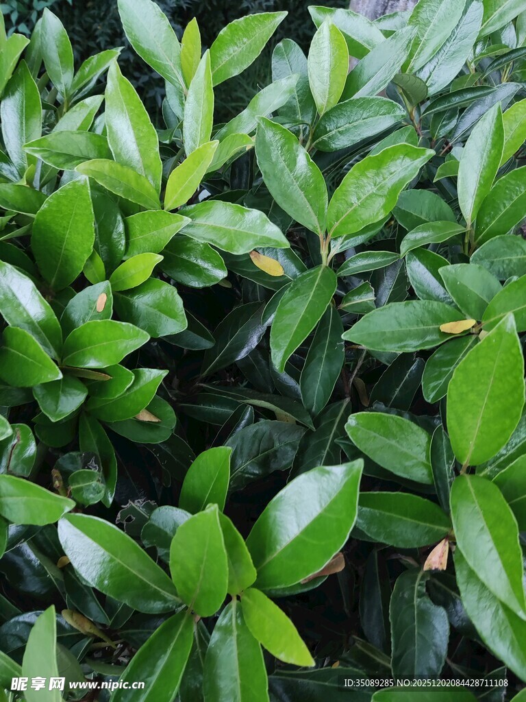 翠绿繁茂的叶片植物