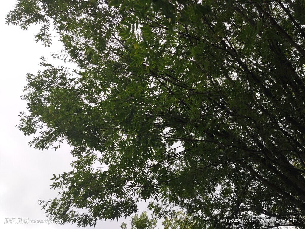 繁茂绿树枝叶舒展