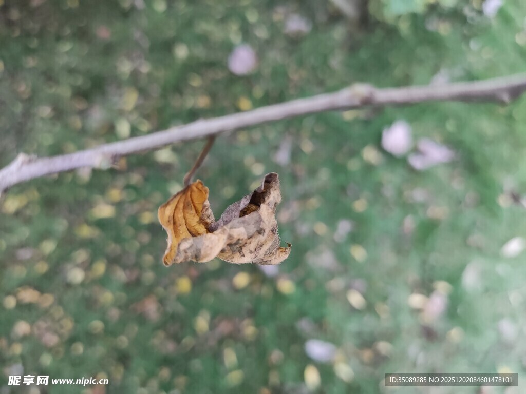 树枝上的枯叶蝶