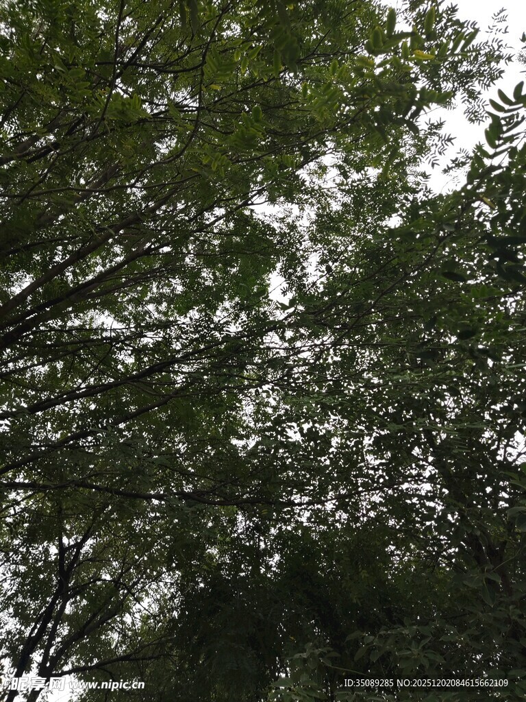 仰视茂密树林枝叶景观