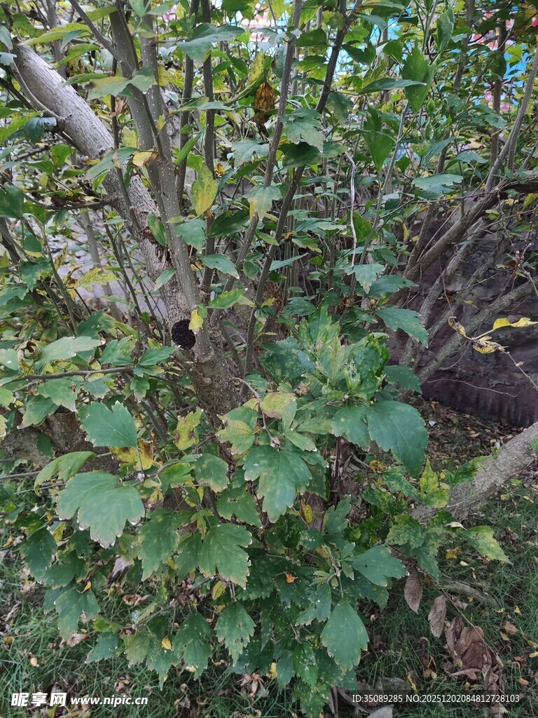 繁茂绿植展现自然生机