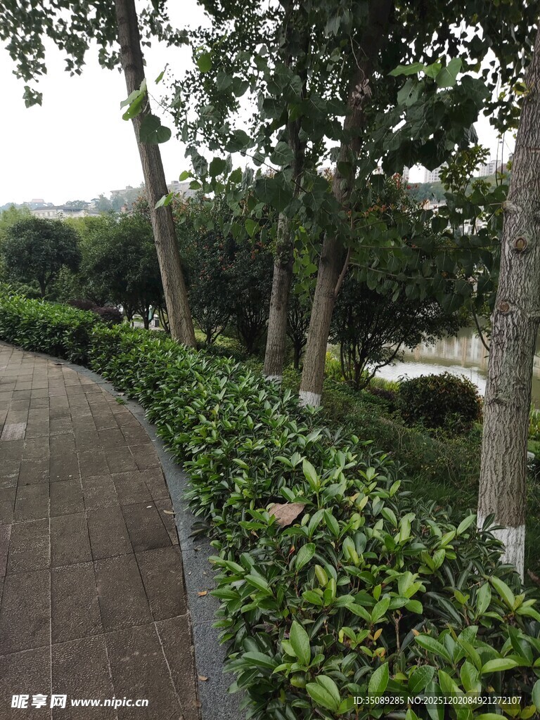 林荫小道旁的绿植景观