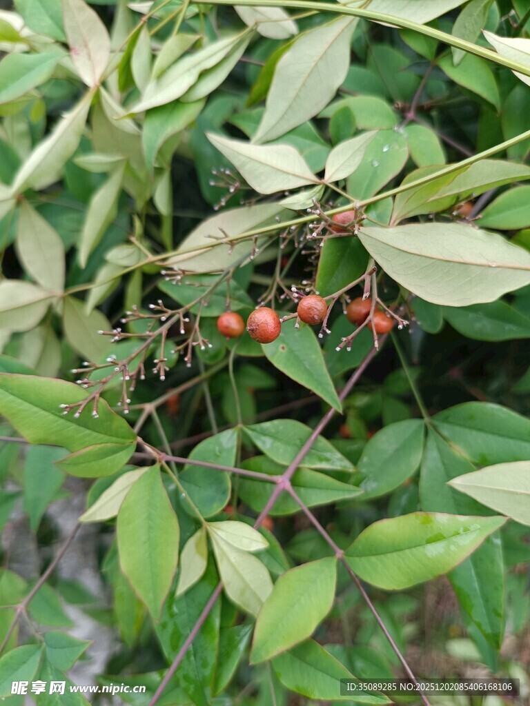 绿叶间的红色小果实