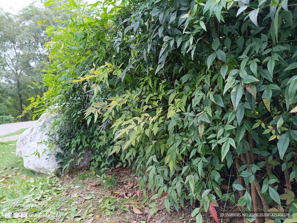 绿叶繁茂的植物景观