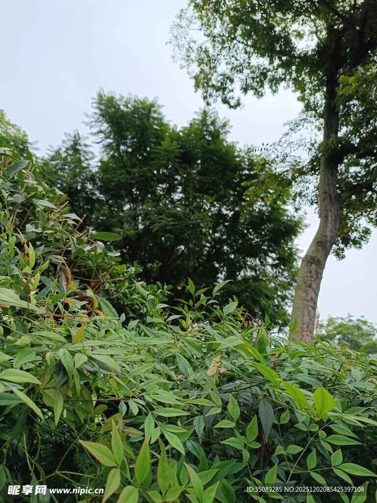 繁茂绿植景观