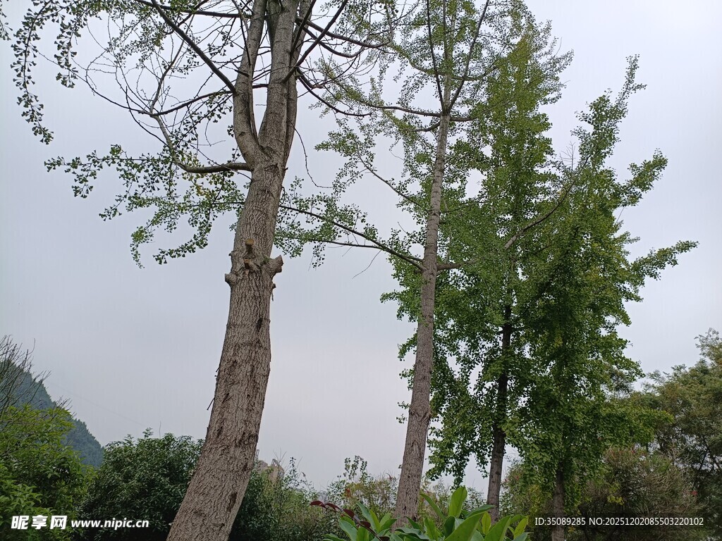 挺拔树木展现自然生机