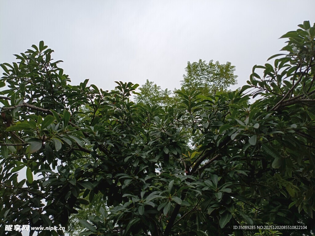 仰视茂密绿树树冠