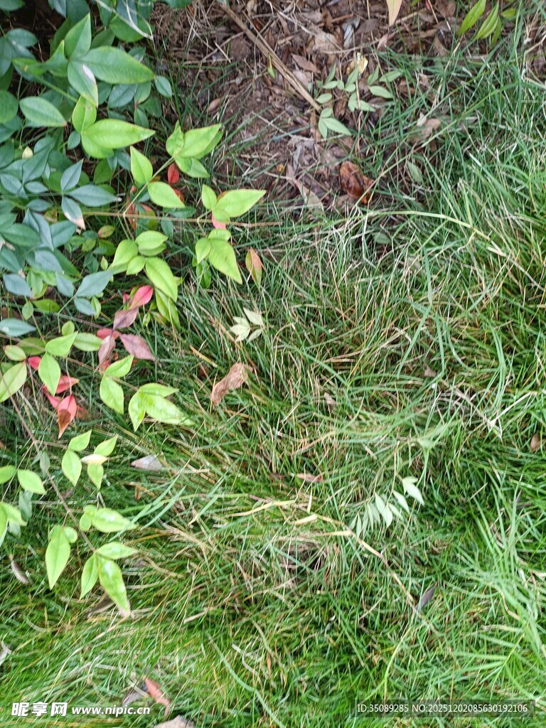 地面上的多样绿色植物