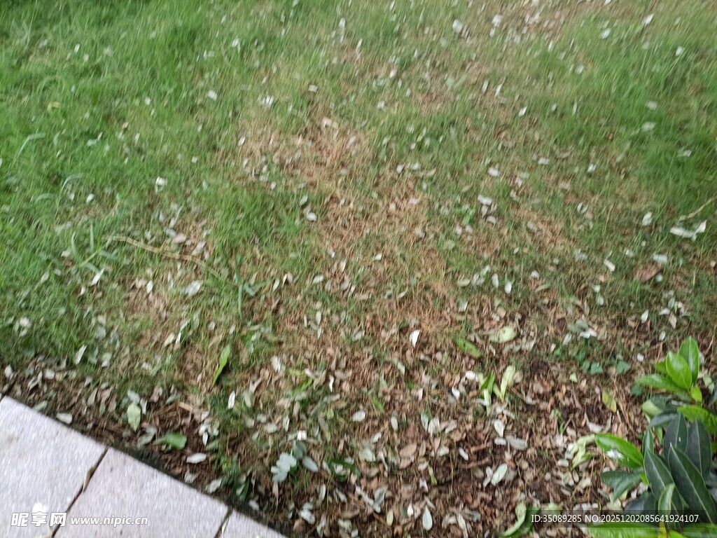 草坪局部枯黄现象