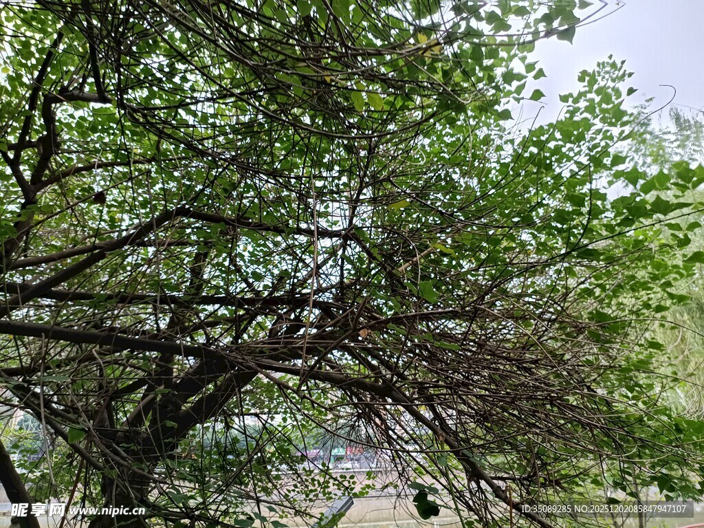 绿树成荫的户外景致