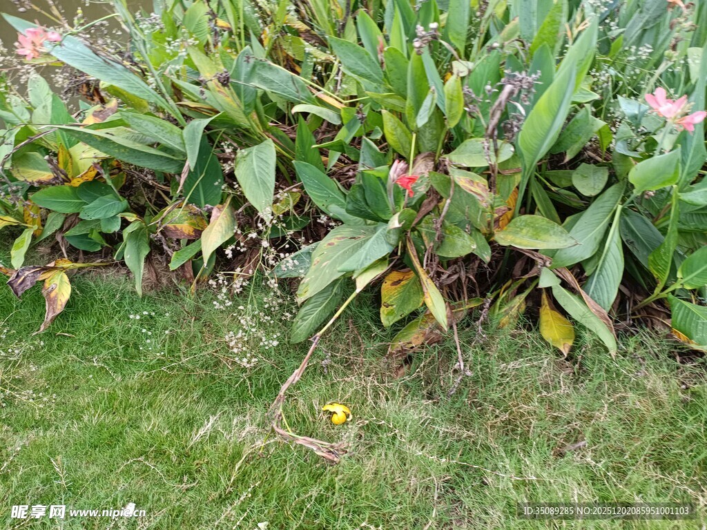 绿叶丛中绽放的鲜艳花朵