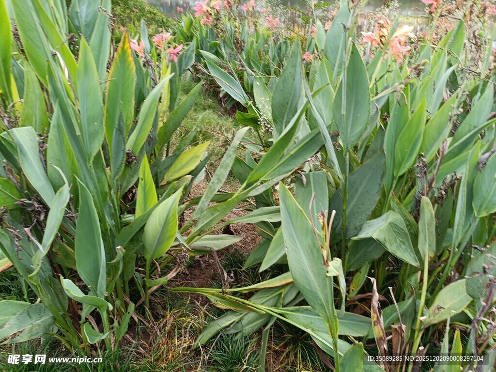 田间葱郁的绿色植物