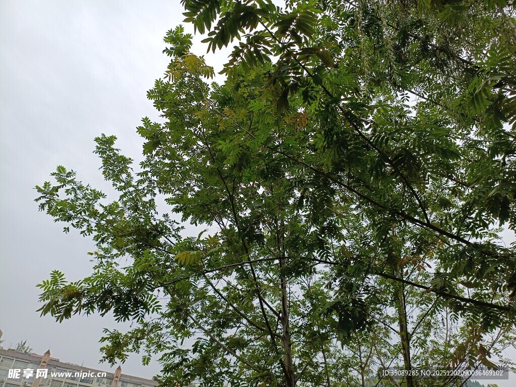 绿叶繁茂的树木