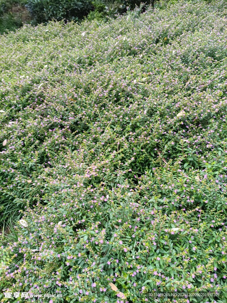 绿意盎然的草地景观