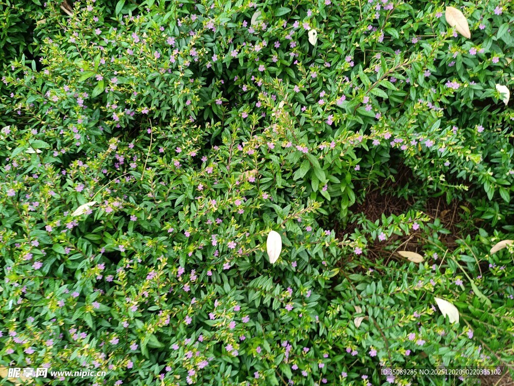 繁茂绿植中的白色花朵