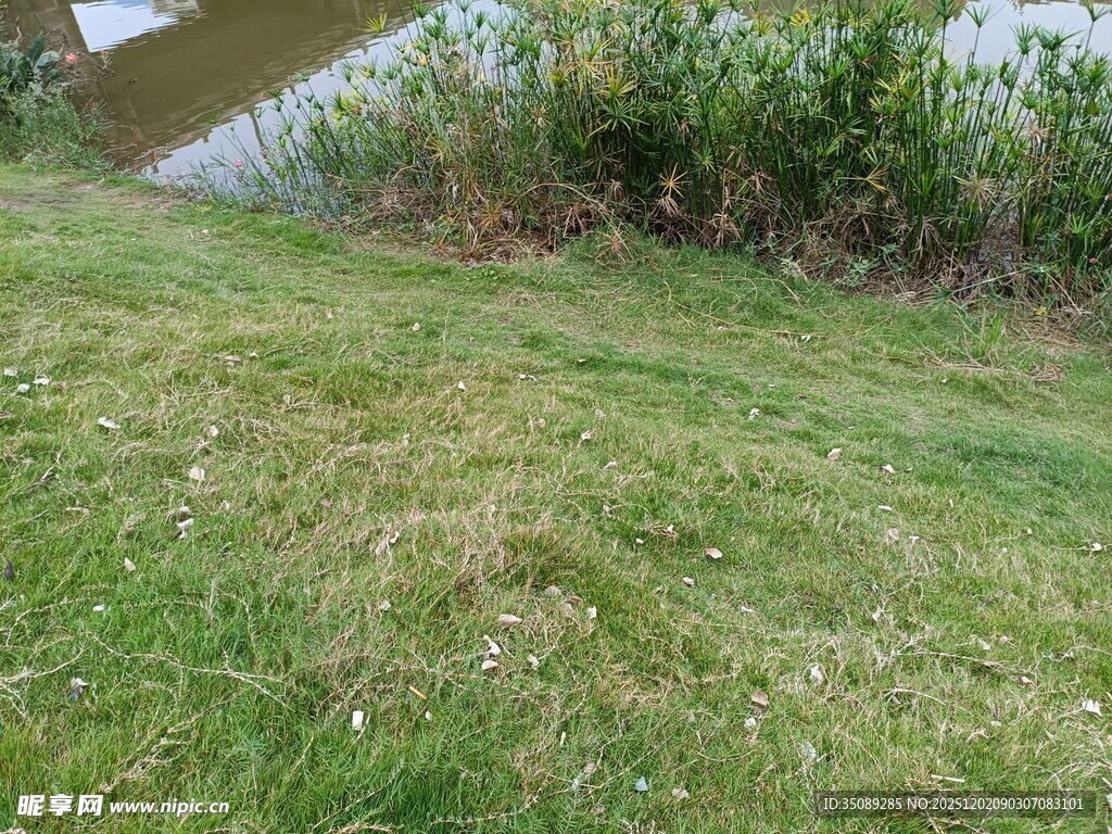 河畔翠绿草地风景