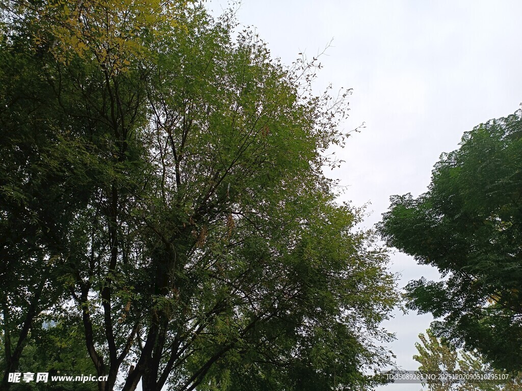 茂密树林中的绿意景象