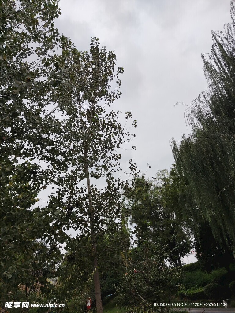 户外绿树成荫的自然景象