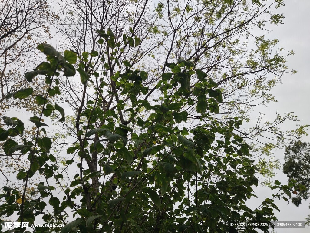 绿叶繁茂的树木景象