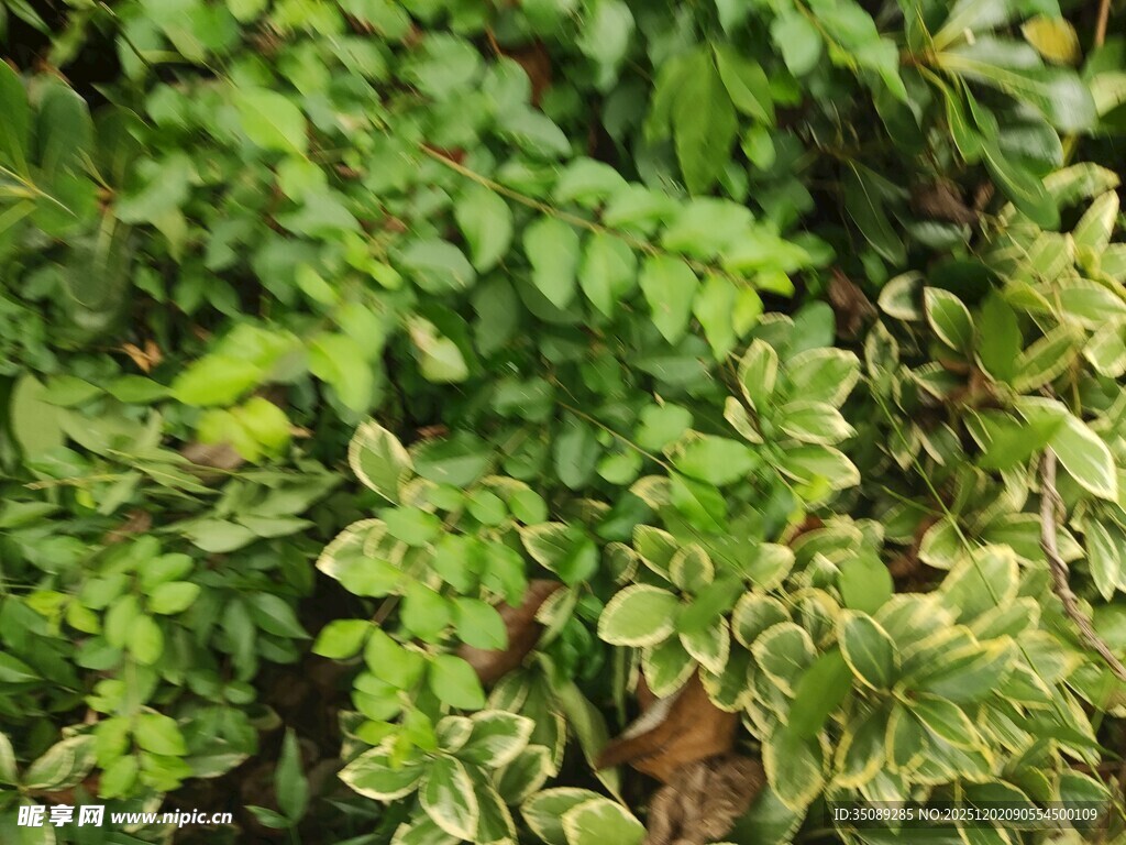 翠绿繁茂的多彩植物景观