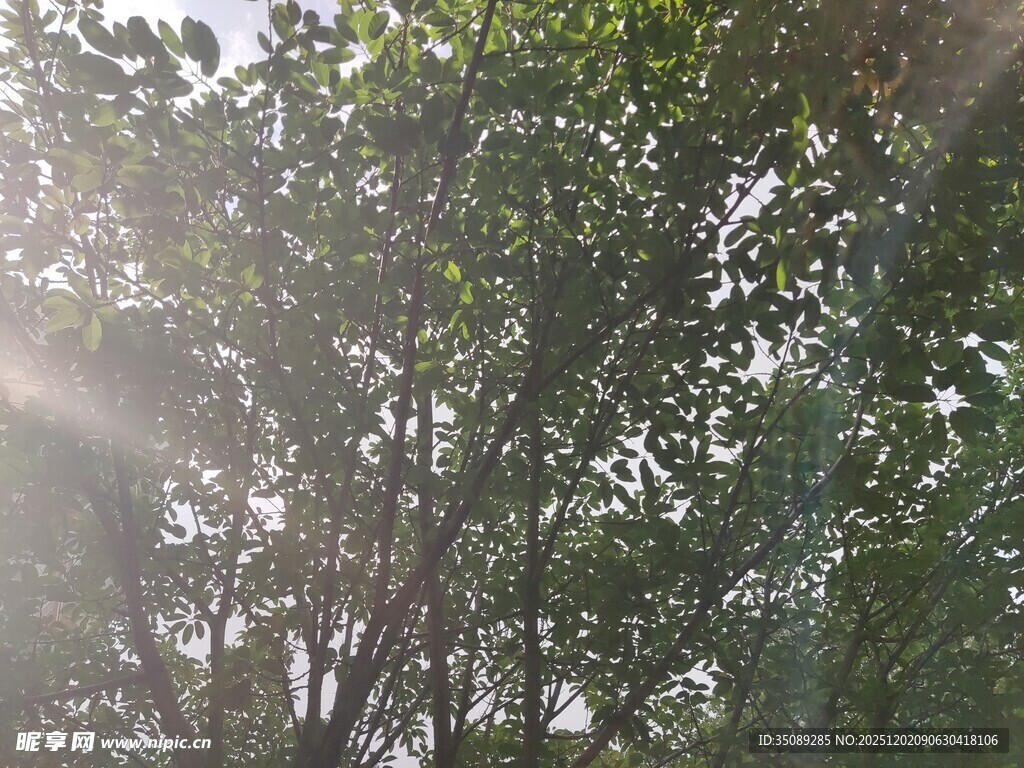 阳光穿透树叶的自然美景