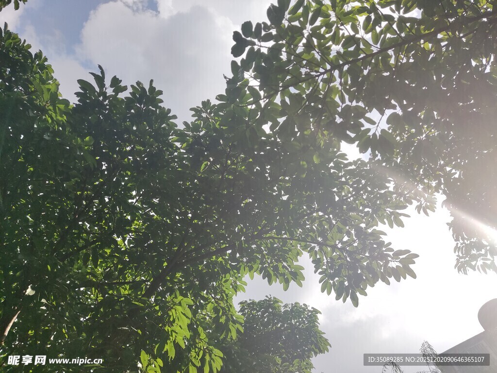 阳光穿透绿树洒下美景