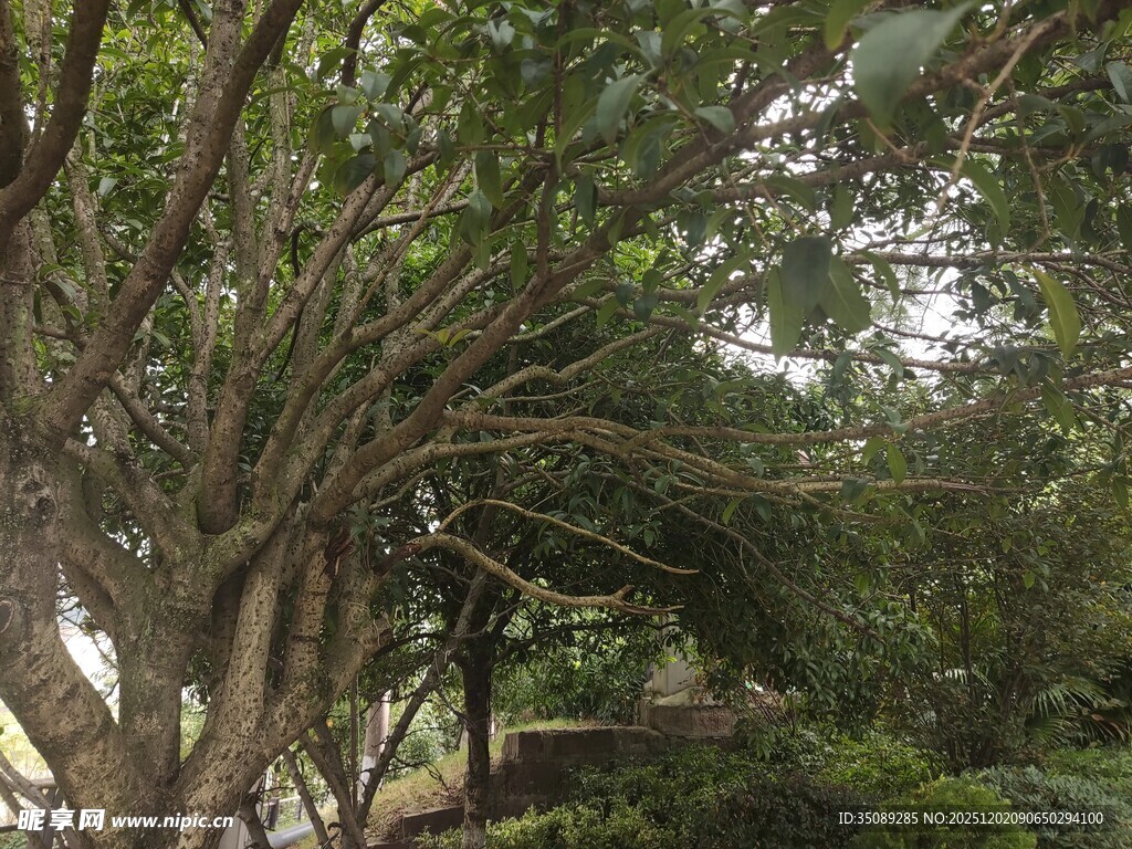 繁茂大树下的绿意景致