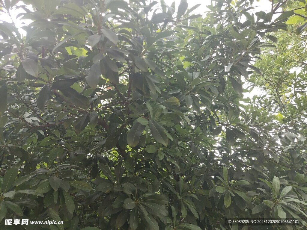 茂密绿植景观