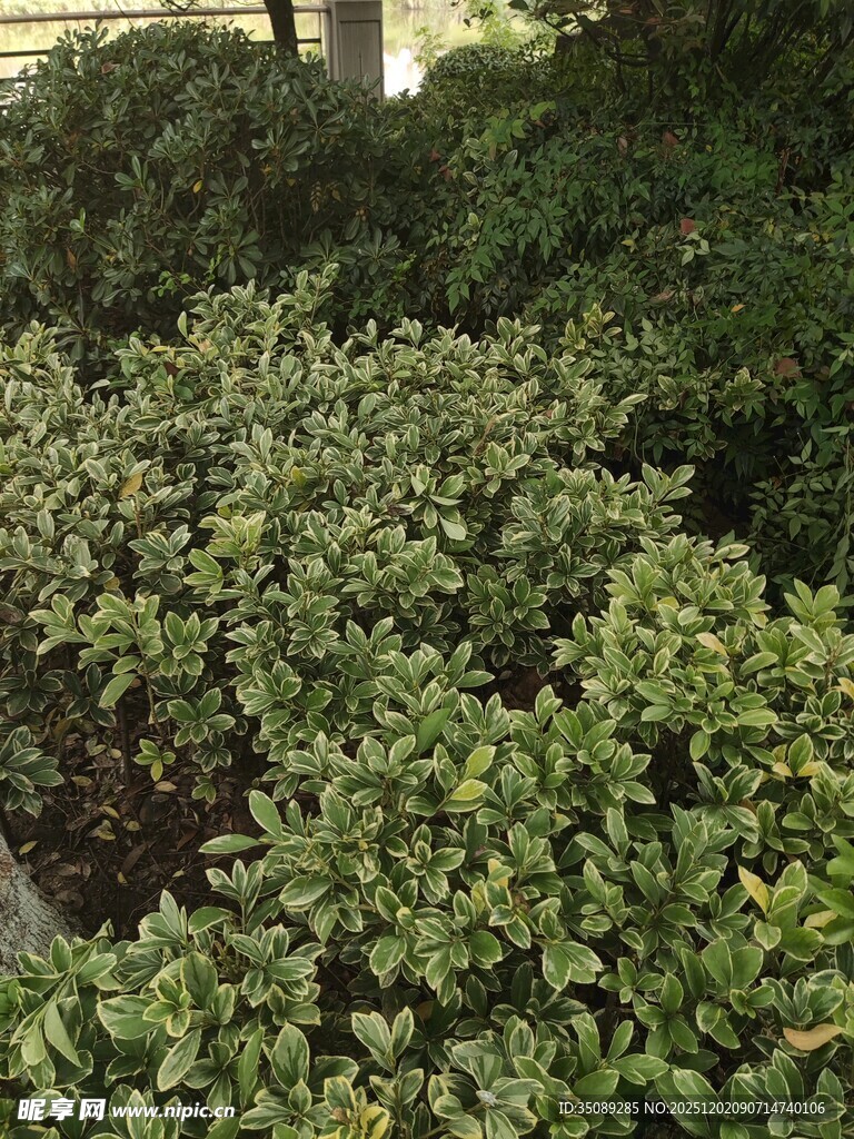 绿意盎然的低矮植物景观