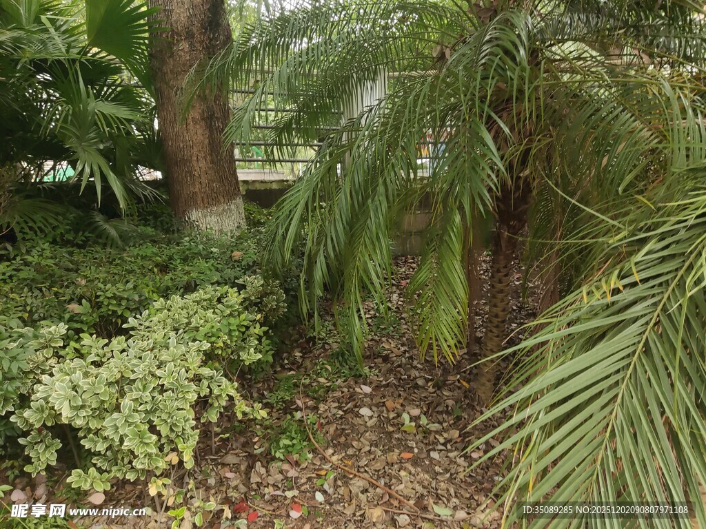 热带植物景观一隅