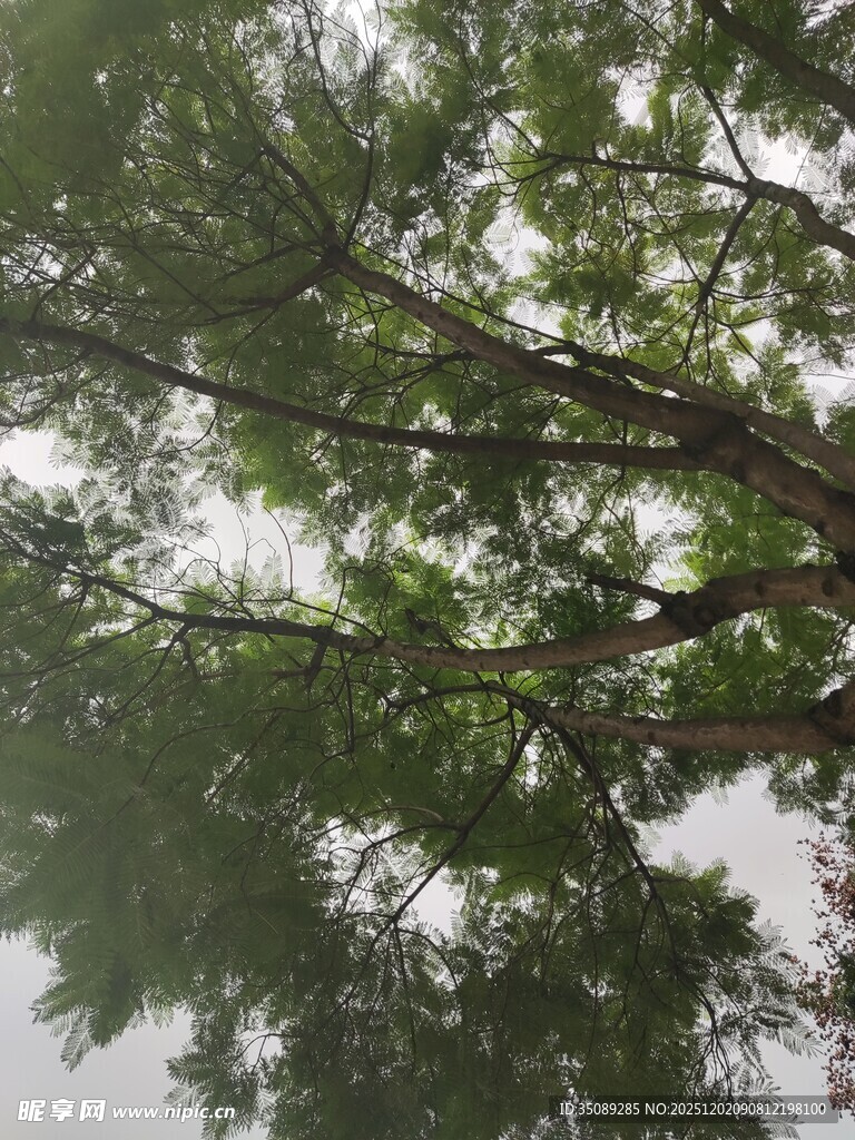 仰视繁茂树枝与绿叶