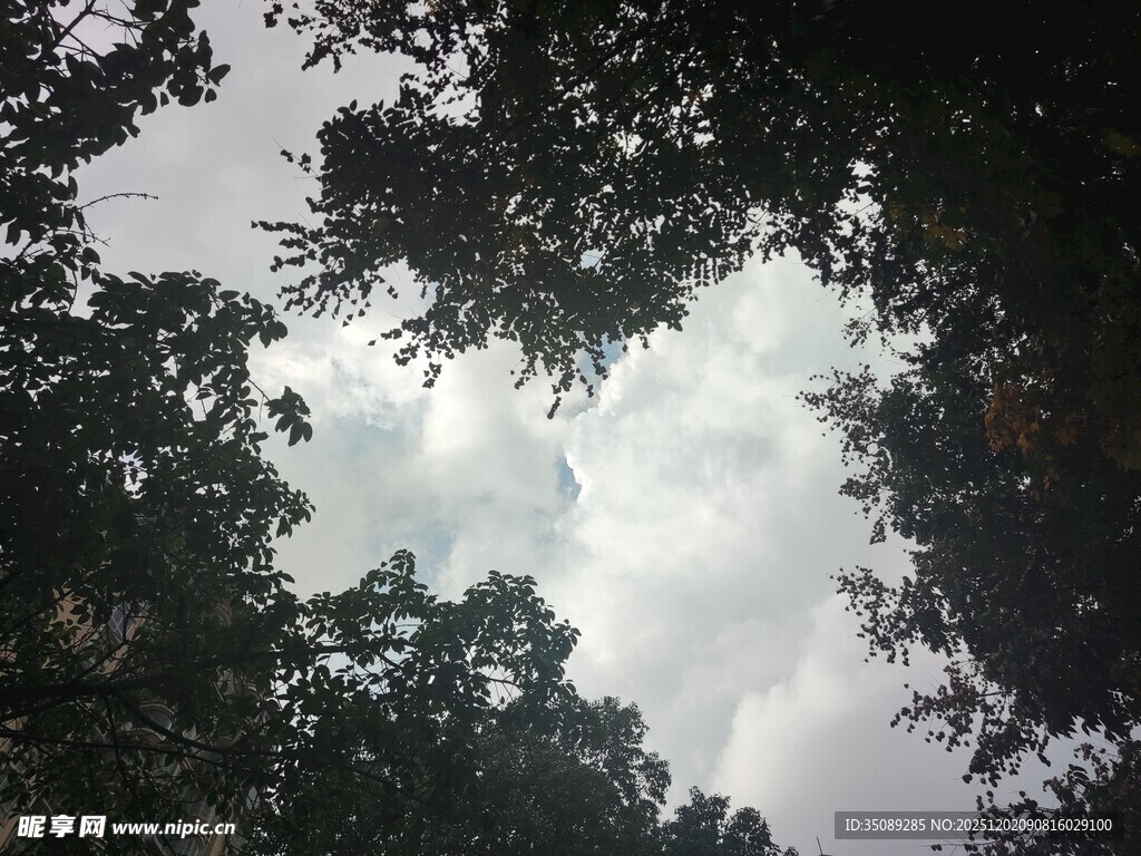 仰视树冠与天空景色