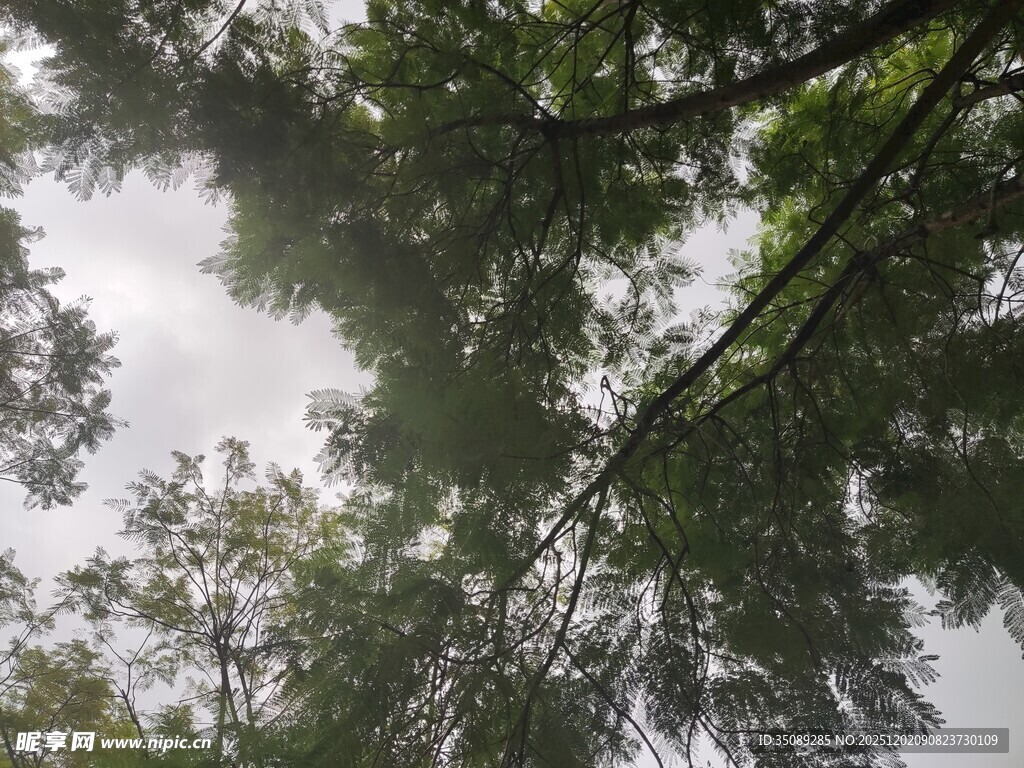 仰视茂密树林树冠景象